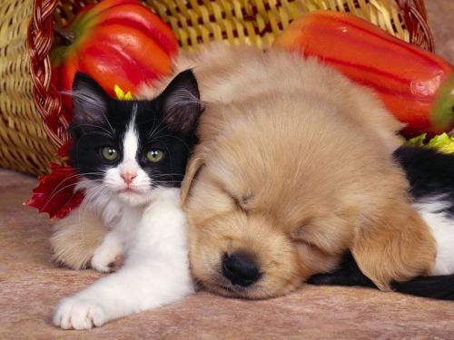 Cat&Dog