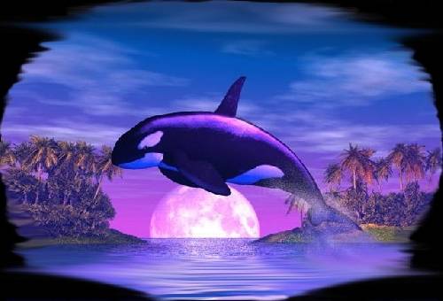 delfin bilder kostenlos  best ausmabilder 2020