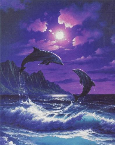 delfin bilder kostenlos