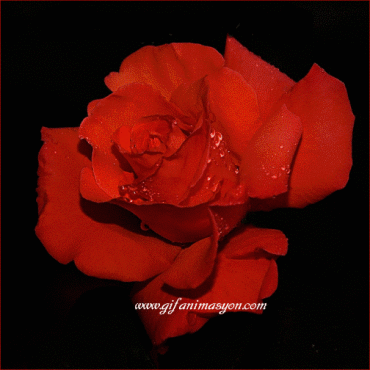 farbig gemischte Rose