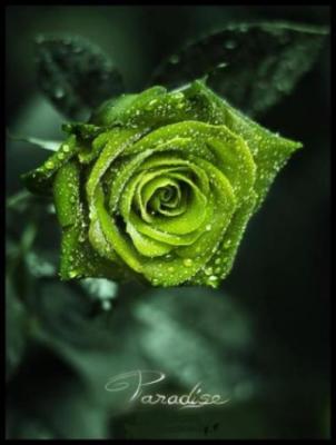 grüne Rose