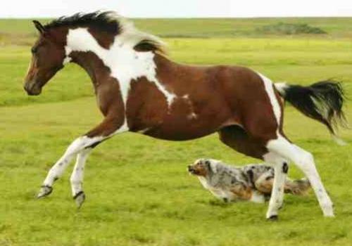 hund und pferd