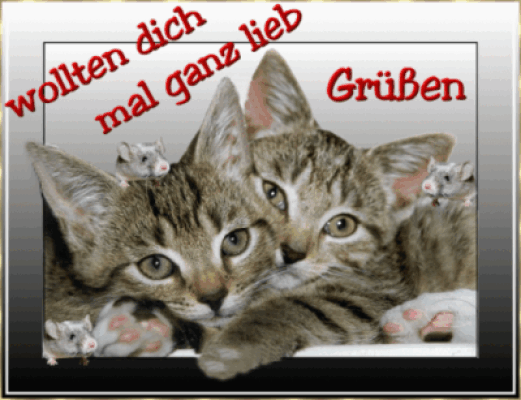 katzen grüße