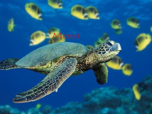 monika - die schildkröte