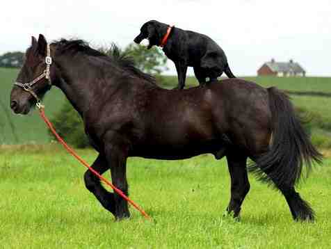 pferd und hund