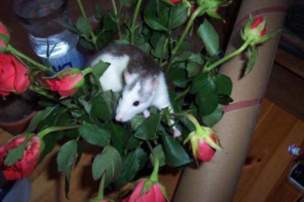 Ratte in Rosen