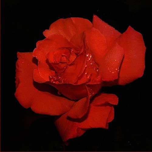 rose mit wechselnden farben