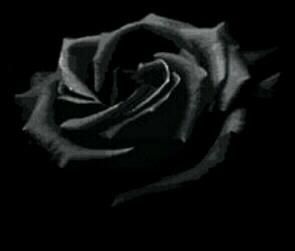 rose schwarz