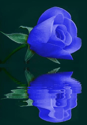 Rose-blau
