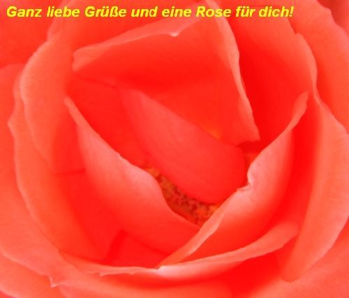 Rosenblüte 1a
