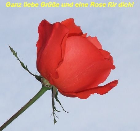 Rosenblüte 2a