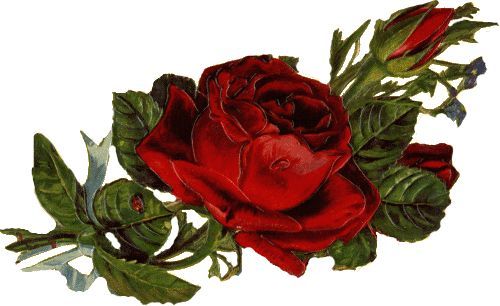 rote rose