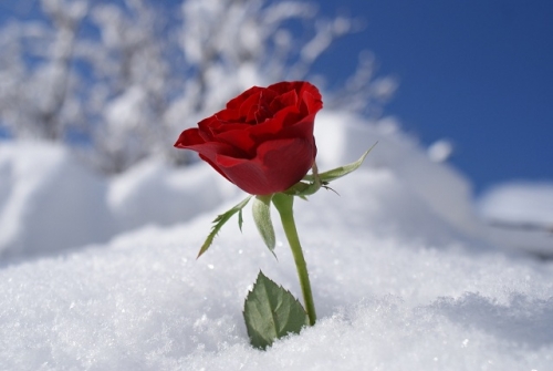 Schnee Rose