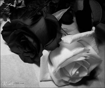 Bild - Blumen, Weiß, Rose, Schwarz von VeganElla bei KunstNet