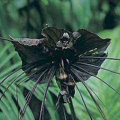 schwarze Orchidee
