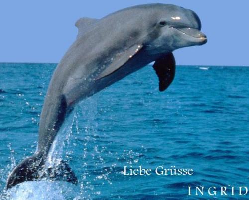 springender delfin