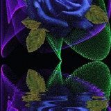 blaue rose