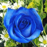 blaue rosen 