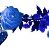 blaues rosenband