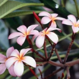 frangipaniblüte