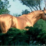 goldes pferd