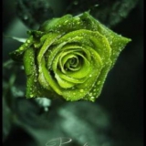 grüne Rose