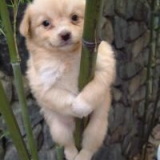 Hund am Bambusbaum hängend