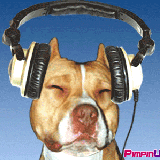 hund mit musik