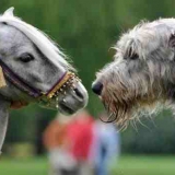 hund und pferd