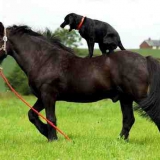 pferd und hund