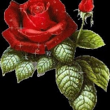 Rose,rot