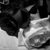 schwarz weiß rosen
