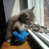 sniper-cat