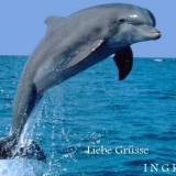 springender delfin