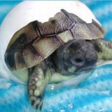 Süße Schildkröte