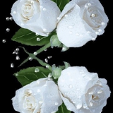 weiße rosen