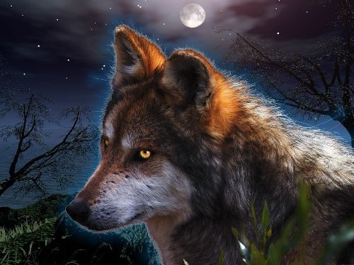 Wolf bei Nacht
