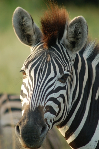 zebra